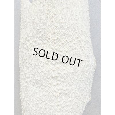 Photo3: Kairagi-same 40000 B