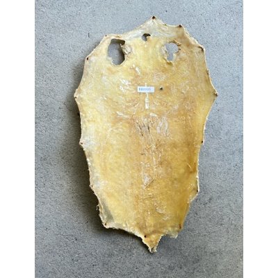 Photo5: Kairagi-same 40000 A