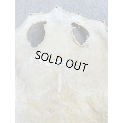 Photo6: Kairagi-same 50000 A