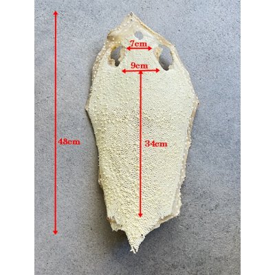 Photo7: Kairagi-same 40000 A