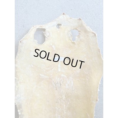 Photo6: Kairagi-same 40000 A