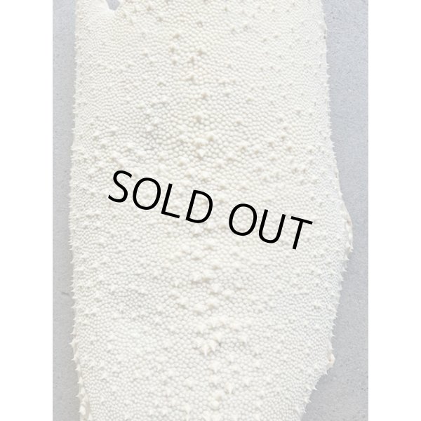 Photo3: Kairagi-same 40000 B (3)