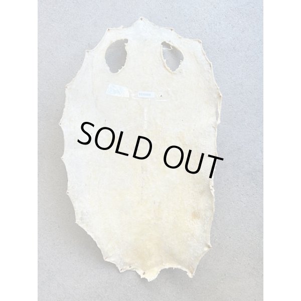 Photo5: Kairagi-same 50000 A (5)