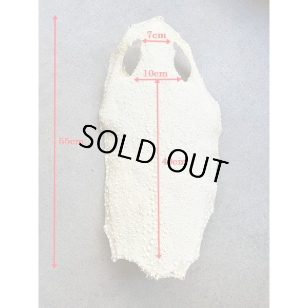 Photo7: Kairagi-same 50000 A (7)