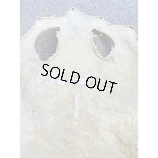 Photo6: Kairagi-same 50000 A (6)