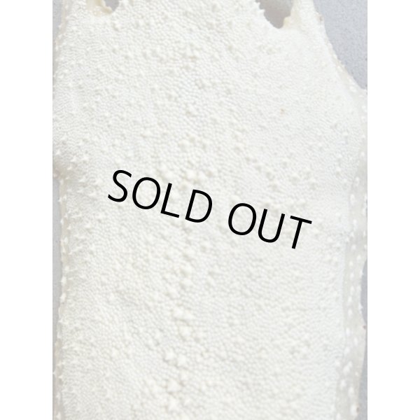 Photo3: Kairagi-same 50000 A (3)