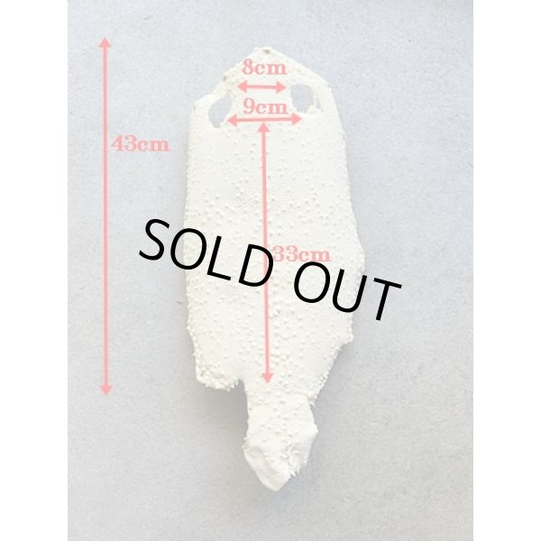 Photo7: Kairagi-same 40000 B (7)