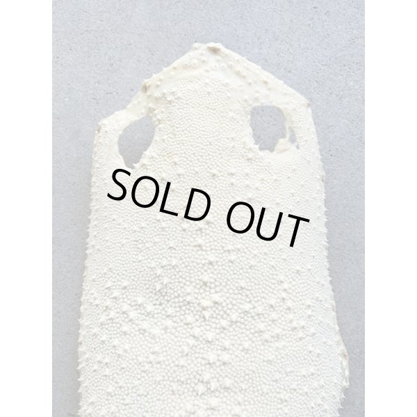 Photo2: Kairagi-same 40000 B (2)