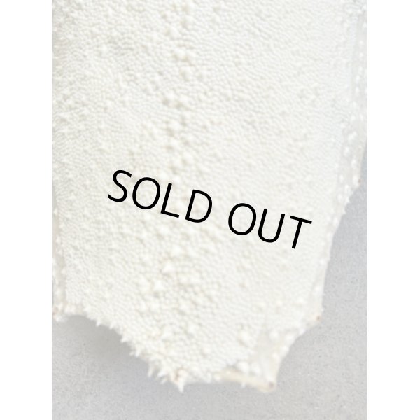 Photo4: Kairagi-same 50000 A (4)