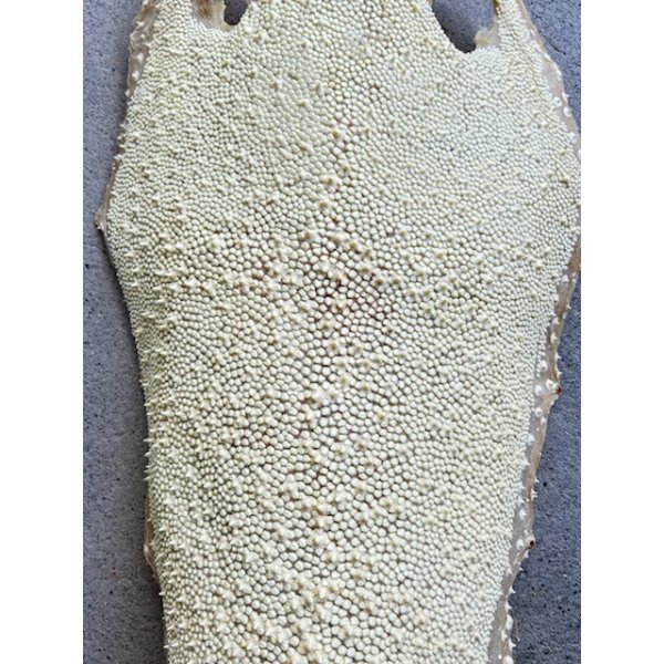 Photo3: Kairagi-same 40000 A (3)