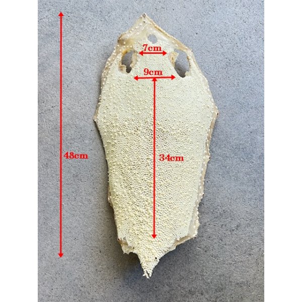 Photo7: Kairagi-same 40000 A (7)