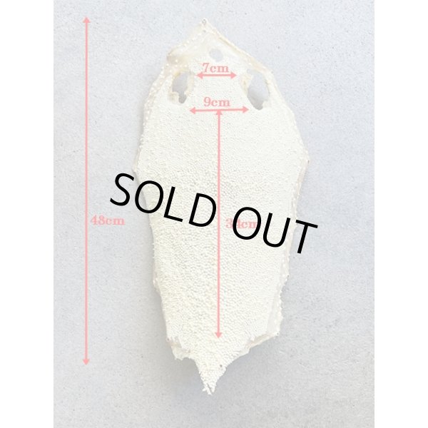 Photo7: Kairagi-same 40000 A (7)