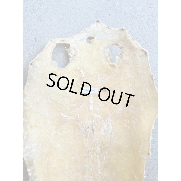 Photo6: Kairagi-same 40000 A (6)