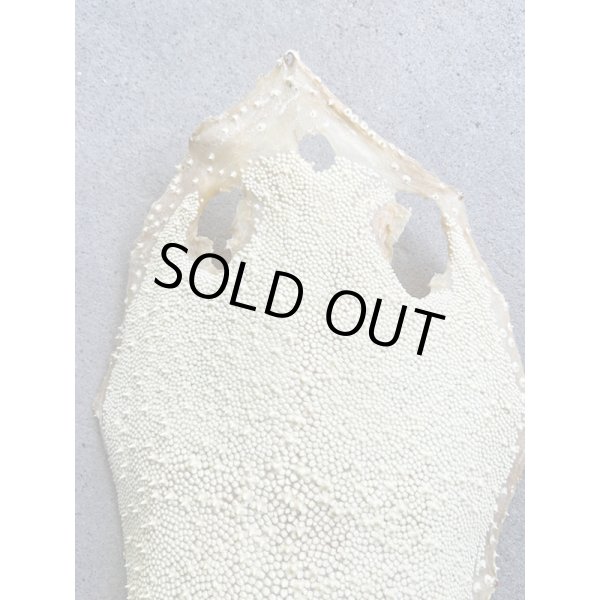 Photo2: Kairagi-same 40000 A (2)