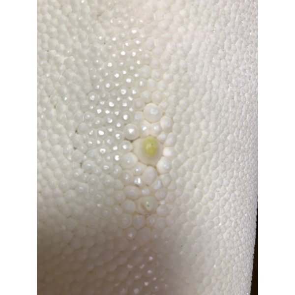 Photo4: Samegawa, Slightly Flawed -Small- (4)