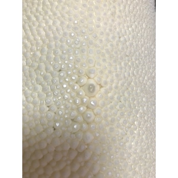 Photo3: Samegawa, Slightly Flawed -Small- (3)