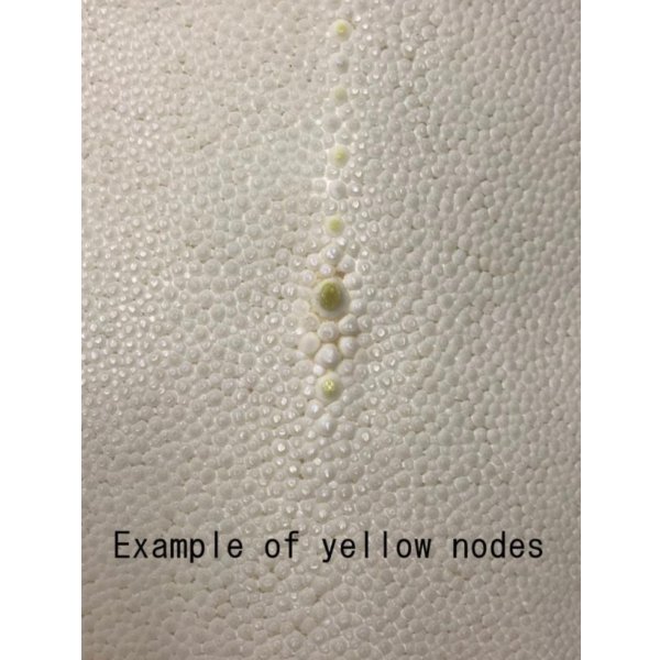 Photo2: Samegawa, Slightly Flawed Extra Large  (2)